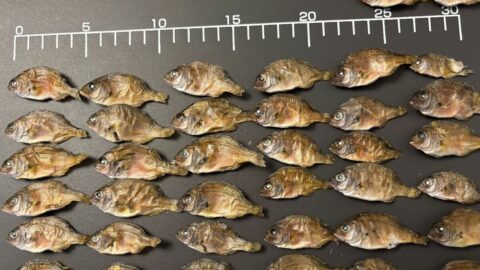 日本から魚が消えていくのは当然だった…｢外国のせい｣でも｢漁業者のせい｣でもない”本当の理由” | ライフ | 東洋経済オンライン