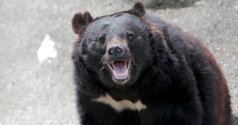 クマに9回襲われて生還した専門家が警告する、首都圏「クマ出没」要注意エリア〈再配信〉 – ニュース3面鏡