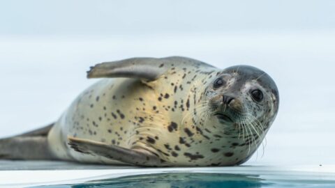 ｢老衰｣ではなかった？　丸くてぬるぬる…水族館の人気者28歳のアザラシを解剖して初めてわかった”本当の死因” | ライフ | 東洋経済オンライン