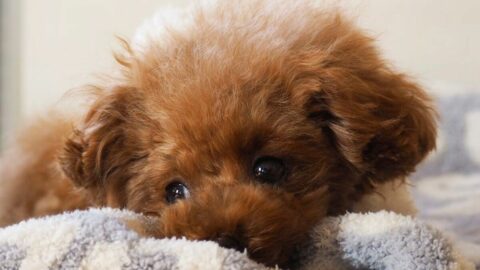 ｢歯石除去中に急死｣なぜ愛犬は死んだのか？　飼い主が執念の”弁護士なし”の本人訴訟で突き止めた《信じられない真実》 | ライフ | 東洋経済オンライン