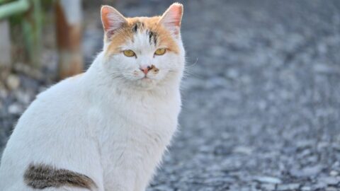 心痛む猫の｢殺処分｣､ゼロへのカギは｢野良猫対策｣にあり！無責任な善意が招く課題とデータが示す｢TNR｣の重要性 | ライフ | 東洋経済オンライン