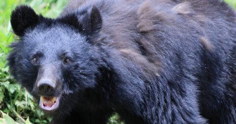 複数のツキノワグマが襲撃、4人が食い殺された「十和利山熊襲撃事件」生還者が手にしたものとは？〈注目記事〉 – ニュースな本
