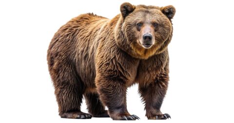 【生死を分ける】クマに遭遇したとき、命を守るベストな方法は？〈再配信〉 – いのちをまもる図鑑