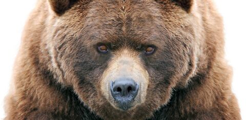 【どうすれば助かる!?】テントを開けたら目の前にクマ。動物学者が教える「いのちを守る」行動とは？〈再配信〉 – いのちをまもる図鑑