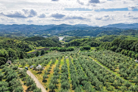 広大なオリーブ畑に包まれる、オキオリーブカフェ（香川・高松）