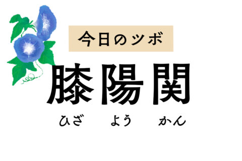 膝の外側にある「膝陽関」は膝の痛みや坐骨神経痛、足のしびれをやわらげるツボ