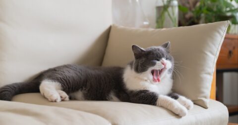【実は根拠が弱い】食後の眠気は「血糖値のせい」と言い切れない理由 – 体力がすべて