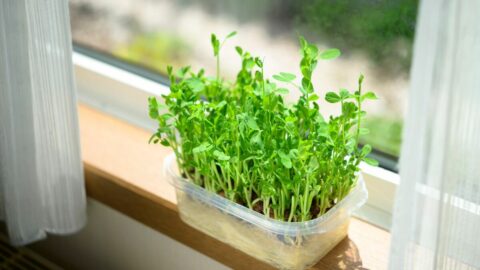 値段に着目しがちだが､実は栄養価も高い！《物価高騰時代の救世主》と呼べる”納得の野菜”　｢3つの簡単レシピ｣も紹介 | ライフ | 東洋経済オンライン