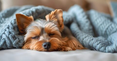 【米国内科専門医が教える】「4時間睡眠で平気」は、なぜ当てにならないのか – 体力がすべて