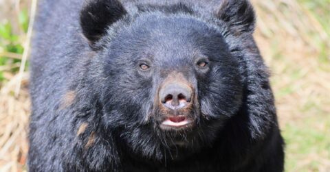 クマが逃げ出す「最強アイテム」とは？“猟師歴40年のベテラン”が毎回10個持ち歩く〈注目記事〉 – ニュースな本