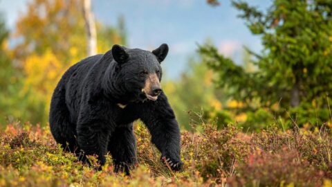 ｢ついに神戸･宇都宮にもクマ出没｣ 過熱する”クマ報道”のジレンマ…怖いのは｢襲撃｣だけではない《深刻すぎる被害》 | ライフ | 東洋経済オンライン