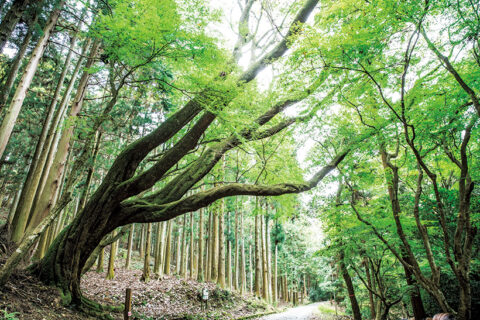 森の空気に触れる、穏やかなひととき。アンド ホテル 奈良若草山
