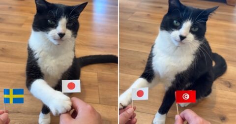 W杯の試合結果を「完全的中させ続ける」戦慄の予言猫が出現！ すでに日本対スウェーデンの結果も断言！