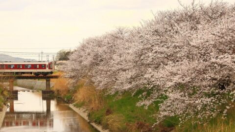 ｢この先の桜がきれいなんですよ｣　501キロ･286駅･日本最大私鉄｢近鉄｣の社員が口にする言葉に見る”人間味と強さ” | ライフ | 東洋経済オンライン