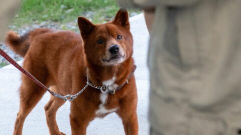 全国にわずか300頭ほど”幻の柴犬”—戦時下の悲劇を乗り越え未来へ命をつなぐ｢美濃柴犬研究班｣､高校生たちの奮闘 | ライフ | 東洋経済オンライン