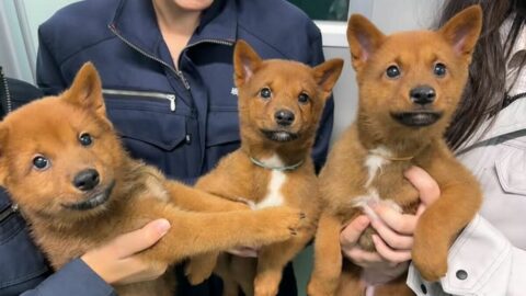 死産した我が子を食べる母犬の本能《日本にわずか300頭ほど》美濃柴犬の出産に立ち会った高校生､直面した”命のリアル” | ライフ | 東洋経済オンライン
