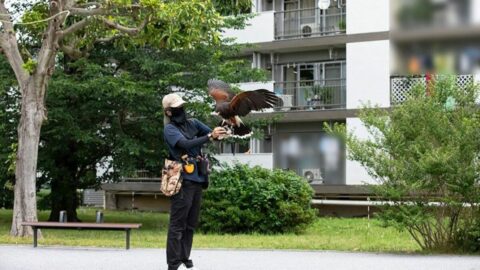 ｢”鷹で団地”の害鳥対策?!｣　鳩やカラスを撃退､糞害やゴミ荒らしが激減　｢鷹匠｣の放鷹に密着してみた | ライフ | 東洋経済オンライン