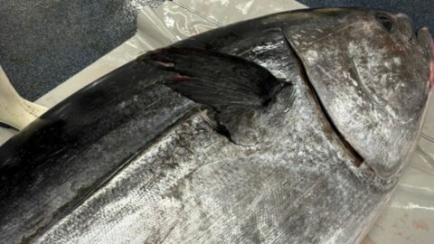 ｢クロマグロが増えても喜べない…｣沿岸漁業者を苦しめる日本の”漁獲枠配分”の矛盾 | ライフ | 東洋経済オンライン