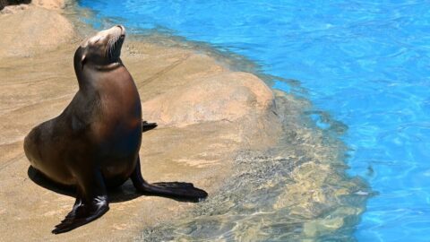 ｢ショーで人気｣死んだアシカの心臓に棲みつく”そうめんのような”生物が物語る､動物園が抱える獣医師不在の深刻度 | ライフ | 東洋経済オンライン