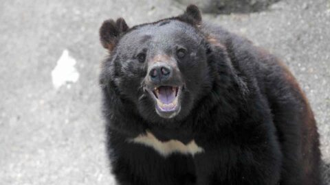 クマ出現率は高山より｢低山｣が圧倒的に高い！道迷い､滑落､落ち葉で転倒…低山登山にひそむ意外なリスクとは？ | ライフ | 東洋経済オンライン