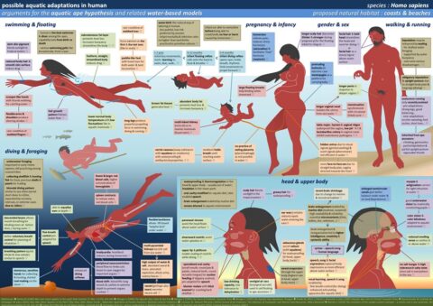 われわれの祖先の一部は海に帰っていた!? 人魚の謎と「人類水中進化論」