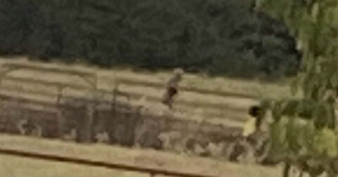 テキサスの牧草地に現れたUMAビッグフット！ 牧畜犬も怯えて逃亡、専門調査員が映像を徹底分析