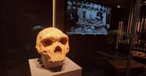 ギリシャで出土した「ペトラロナ人」の頭蓋骨が人類の「アフリカ単一起源説」を覆す!? 研究者が襲撃被害も… 人類史のタブー「多地域進化説」の陰謀