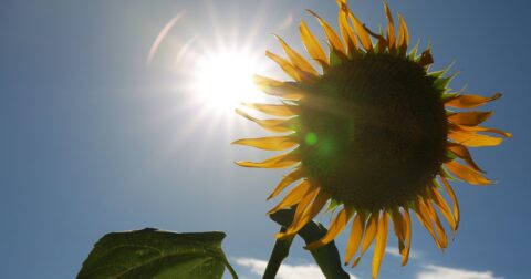 ぜんそく患者は数日間続く「熱帯夜」にご注意、高温が増悪リスクに – カラダご医見番