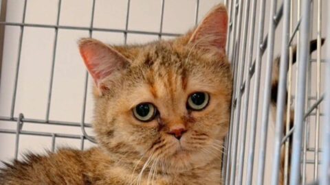 ｢安さ｣のウラに潜む動物の命の搾取､ヤミ繁殖屋で苦しむ純血種の猫犬たちの現実には人間の責任ある選択が必要だ | ライフ | 東洋経済オンライン