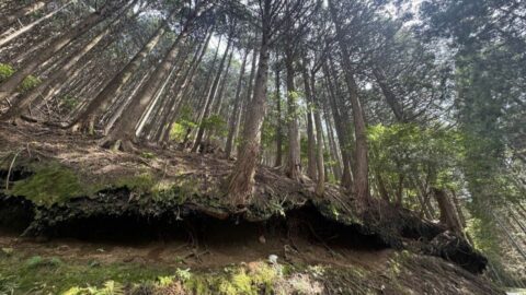 ｢クマも山火事も他人事じゃない｣50キロを担いで登る”山仕事のプロ”が警鐘《手入れされない山》がもたらす危険 | ライフ | 東洋経済オンライン