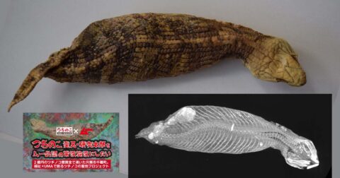 千種の「ツチノコのミイラ」に新事実！ クラファン実施中の研究本部での現物保全に期待集まる