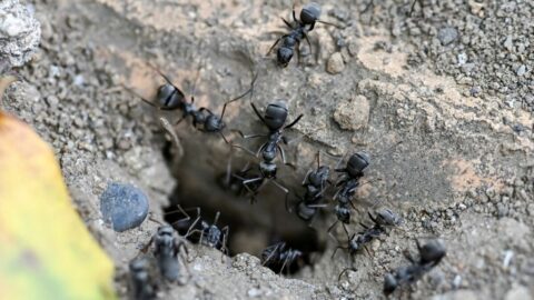 最大で巣の7割が何もしていないことも…巣の維持のため《あえて2割は働かない》アリたちの｢絶妙すぎる生存戦略｣ | ライフ | 東洋経済オンライン