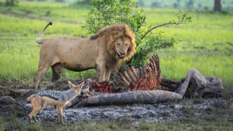 食物連鎖の頂点に立つ人間が｢肉食動物を食べない｣3つの理由《ライオンの肉》の飼育コストは100gあたり2万円! | ライフ | 東洋経済オンライン