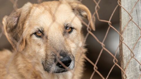 飼い犬を連続殺害し｢うわぁ､やってもうた｣…今も”複数ペットを飼育する”40代被告の妻が証言した｢信じられない一言｣ | ライフ | 東洋経済オンライン