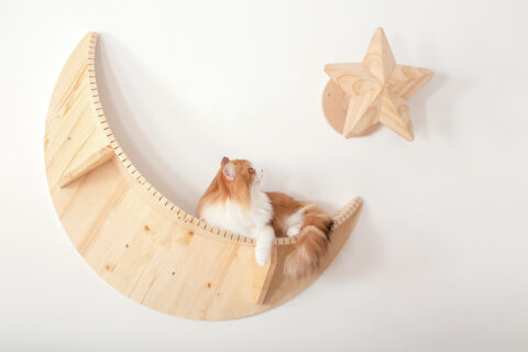 猫のいる暮らし　おしゃれなインテリアグッズで 猫も人も幸せな空間