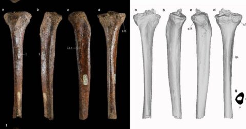古代巨人族の正体はデニソワ人だった!? 海底で発見された大きな大腿骨が示す真実、聖書の記述ともリンク