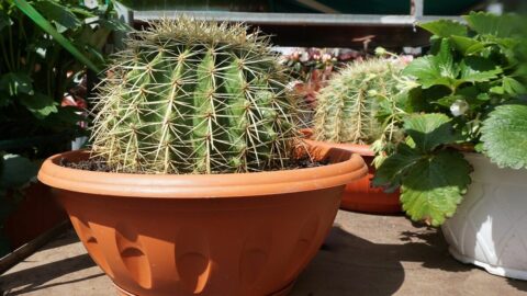 サボテンやアサガオの盆栽は存在する？ 世界のエリートは知っている｢盆栽｣と｢鉢植え｣の決定的な違い | ライフ | 東洋経済オンライン