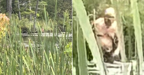 水浴びをする“ビッグフットの幼体”を激撮!? 謎の写真「シラキュース・フィギュア」をめぐり全米騒然！