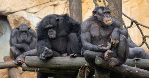 「動物は誰かのせいにしません」霊長類学者が語る、人間だけが持つ知性の「代償」 – ニュースな本