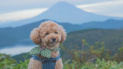10回先まで予約が入る”犬ファースト”高級宿が誕生も…｢無制限なペット歓迎｣は目指さない《犬旅の聖地》箱根の矜持 | ライフ | 東洋経済オンライン