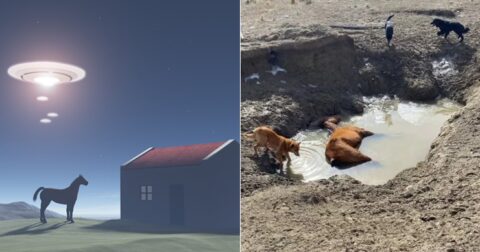 UFO目撃直後、血と内蔵を抜かれた馬の死骸が…！ アルゼンチンで衝撃のキャトルミューティレーション発生