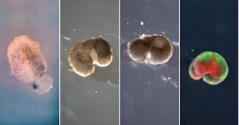 生でも死でもない“第３の状態”が存在する!? あらゆる細胞に意識が宿る「CBC理論」の可能性