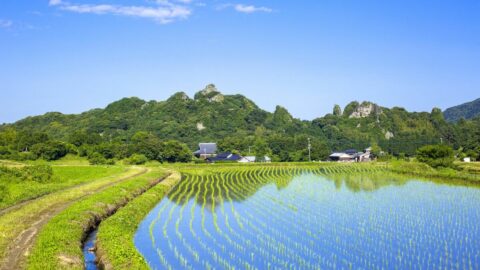 小麦を栽培する地域では個人主義の文化に､稲作をする地域では集団主義の文化になった納得の理由 | ライフ | 東洋経済オンライン