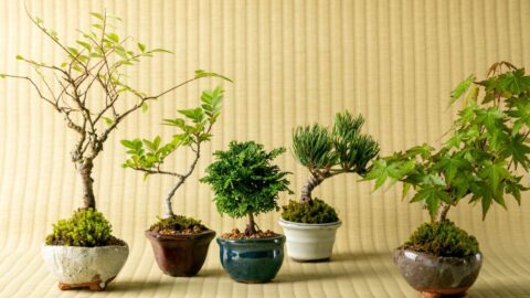 ｢気軽に旅行にも行けない…｣それでも惹かれる盆栽の魅力とは？あの昭和の超大物政治家は盆栽とドライブを楽しんだ | ライフ | 東洋経済オンライン