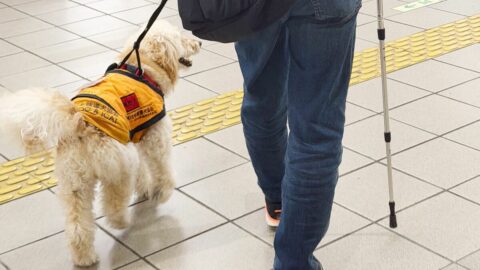 ｢働く犬はかわいそう｣との声もあるけど⋯スキルス性胃がんで闘病中の還暦夫を支える6歳介助犬が｢きっと幸せ｣な理由 | ライフ | 東洋経済オンライン