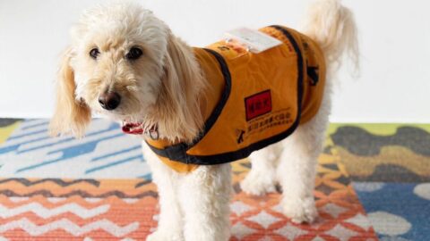 スキルス性胃がんで｢余命半年｣宣告も⋯4年経った今が一番元気！｢6歳の介助犬｣と送る”幸せな闘病生活”の実態 | ライフ | 東洋経済オンライン