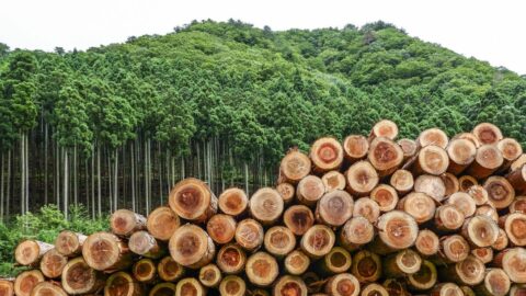 木は｢冬の新月｣の時期に切るべき…ベテランの木こりがこだわった”100年の迷信”の前に惨敗を喫した《AIの死角》 | キャリア・教育 | 東洋経済オンライン