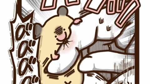 こんなに愛してるのに､なぜ嫌われる…？TikTokで50万人超に愛された《飼い主大嫌い系ハムスター》との切なすぎる日常 | ライフ | 東洋経済オンライン