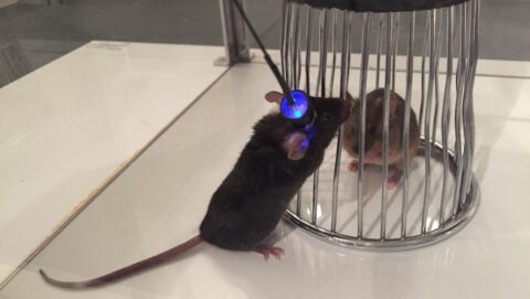 マウスでは記憶や感情の操作も可能に　ノーベル賞｢光遺伝学｣が脳科学にもたらした革命とゲノム編集との共通点 | ビジネス | 東洋経済オンライン