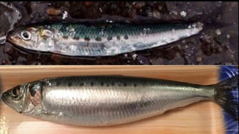 そりゃマイワシも獲れなくなるわけだ…魚が消えても｢海水温のせい｣｢外国のせい｣と根こそぎ獲りつくす日本漁業の”自滅” | ライフ | 東洋経済オンライン